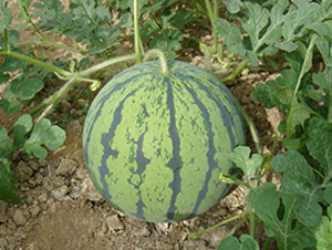 �ј�-���ϷN��-���y�ϲ�