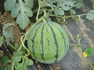 ��֮��-���ϷN��-���y�ϲ�