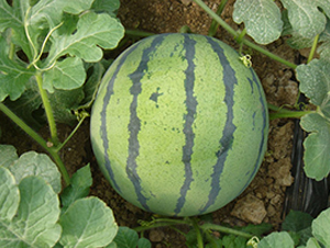 ���y���@-���ϷN��-���y�ϲ�