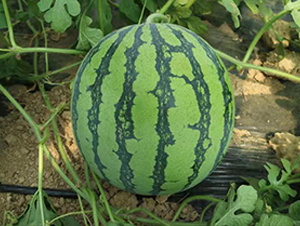 ���ǻ�-���ϷN��-���y�ϲ�