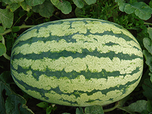 ���x���r(n��ng)��̖(h��o)-���ϷN��-���y�ϲ�