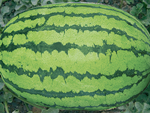 ɳĮ����-���ϷN��-���y�ϲ�