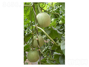 ������-��ϷN��-������