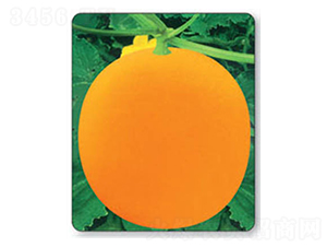 ������̖-��ϷN��-������