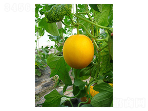 �żt��-��ϷN��-������