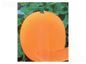 ��t��-��ϷN��-������