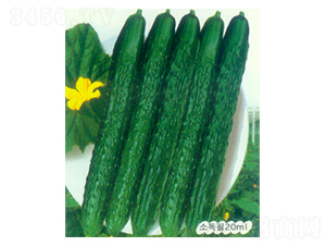 ��ʥһ̖-�S�ϷN��-������