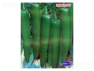 ���S919-�����N��-������