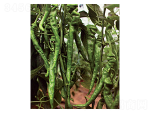 ����-�����N��-������