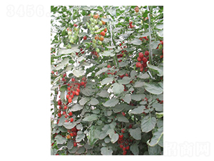 ǧ�t-���ѷN��-������