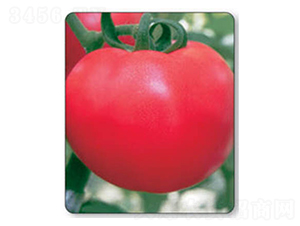 ���A����-���ѷN��-������