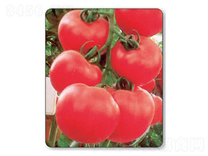 �۵�-���ѷN��-������