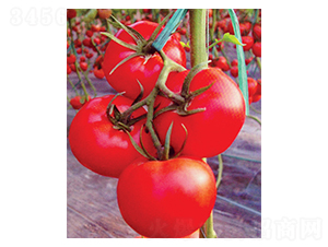 �۹�һ̖(h��o)-���ѷN��-������