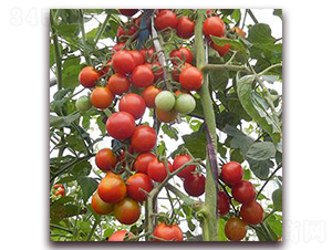 �X���t��-���ѷN��-�����r(n��ng)