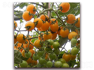 �X������-���ѷN��-�����r(n��ng)