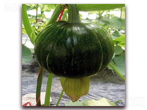 ����2̖(h��o)-�ϹϷN��-�����r(n��ng)