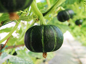 ����318-�ϹϷN��-�����r(n��ng)