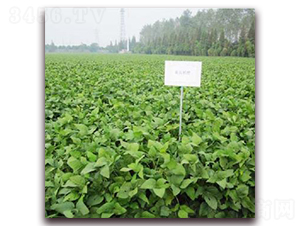 ʒ�r(n��ng)���G-�󶹷N��-�����r(n��ng)