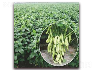 ����9701-�󶹷N��-�����r(n��ng)