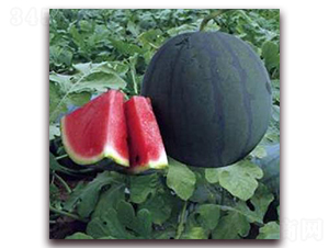 ����6̖(h��o)-���ϷN��-�����r(n��ng)