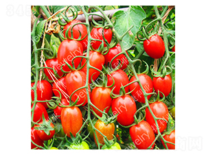 �t��169-���ѷN��-������