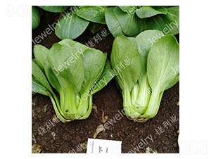 ����1̖-�๣�˷N��-������