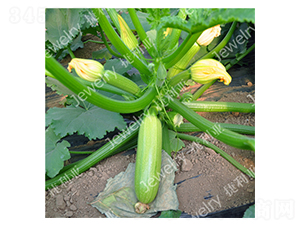 �ݾG132-�����J�N��-������