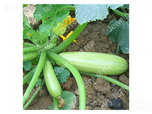 ����2̖(h��o)-�����J�N��-������