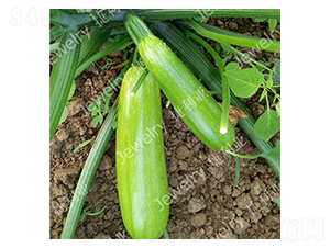 �ݾG136-�����J�N��-������