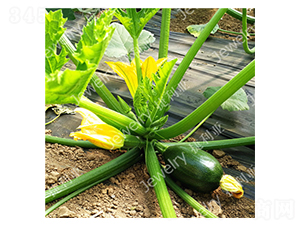 �G��6854-�����J�N��-������