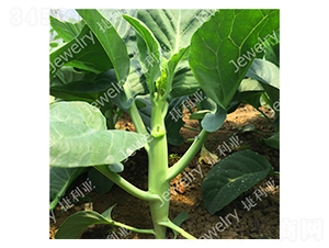 �݌�2̖(h��o)-���{(l��n)�N��-������