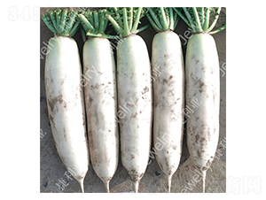 ����1415-�}���N��-������