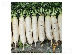 ������1615-�}���N��-������