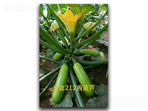 ʥ�r(n��ng)212�����J-�����J�N��-ʥ�r(n��ng)�߿�