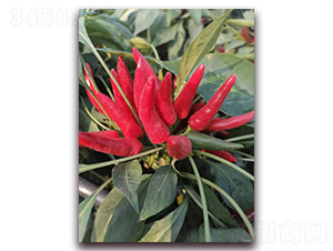 ʥ�r(n��ng)101�������콷-�����N��-ʥ�r(n��ng)�߿�