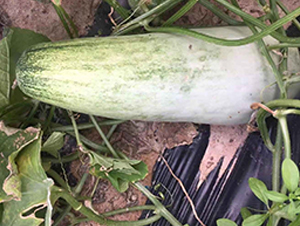 ʥ�r401���-��ϷN��-ʥ�r�߿�