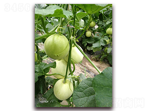 ʥ�r201���-��ϷN��-ʥ�r�߿�