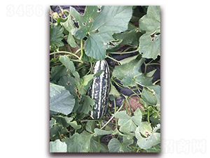 ʥ�r104���-��ϷN��-ʥ�r�߿�