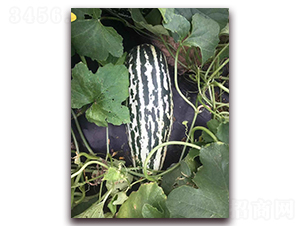 ʥ�r103���-��ϷN��-ʥ�r�߿�