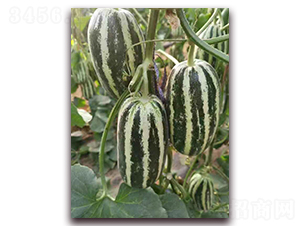 ʥ�r102���-��ϷN��-ʥ�r�߿�