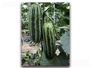 ʥ�r101���-��ϷN��-ʥ�r�߿�