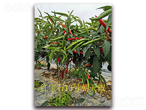 ʥ�r(n��ng)�t��ʯ13̖(h��o)���콷-���콷�N��-ʥ�r(n��ng)�߿�