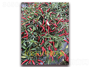 ʥ�r(n��ng)�t��ʯ11̖(h��o)���콷-���콷�N��-ʥ�r(n��ng)�߿�