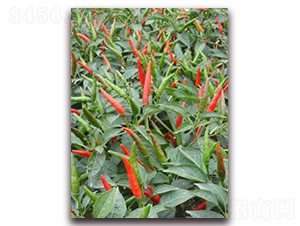 ʥ�r(n��ng)�t��ʯ02���콷-���콷�N��-ʥ�r(n��ng)�߿�