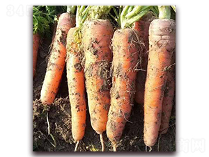 Ҽ���ȼt-�}���N��-����N��