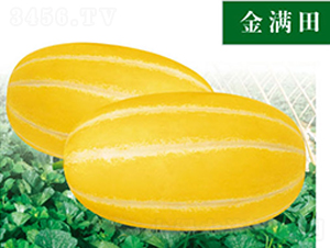 ��M��-��ϷN��-ʒ�·N�I(y��)