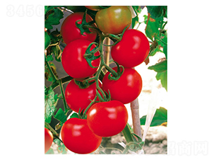 ���r-���ѷN��-ʒ�·N�I(y��)