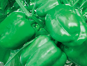 ���F-�𽷷N��-ʒ�·N�I(y��)