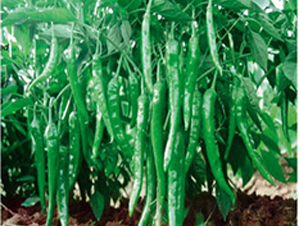 ����-�����N��-ʒ�·N�I(y��)