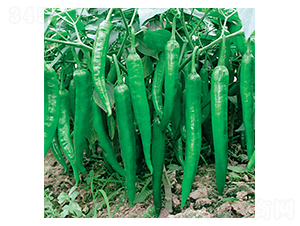 ʒ����̖-�����N��-ʒ�·N�I(y��)